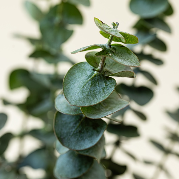 Baby Blue Eucalyptus