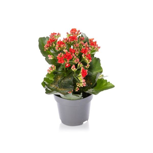 Christmas Kalanchoe 25cm