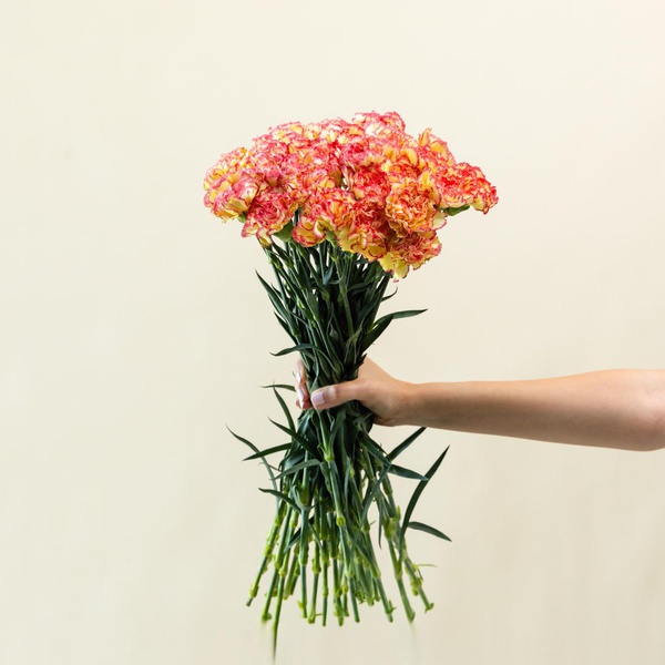 Carnation Bunch