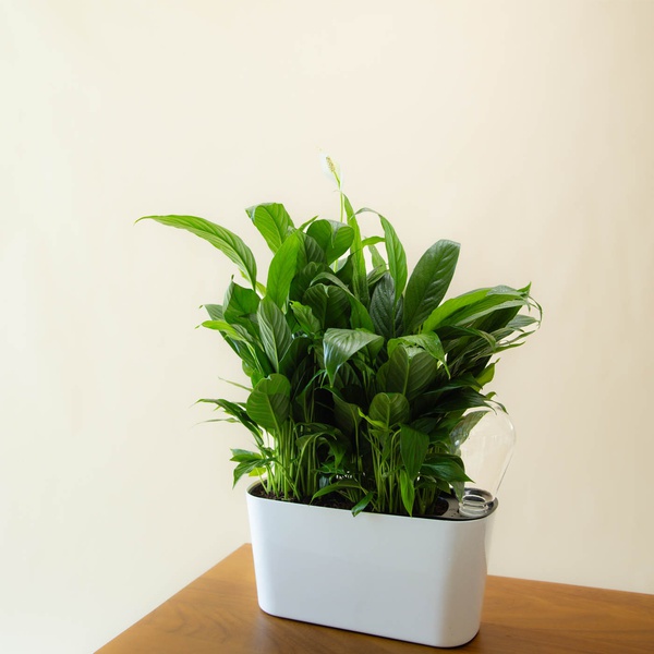 Spathyphyllum Special