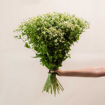Tanacetum Bunch