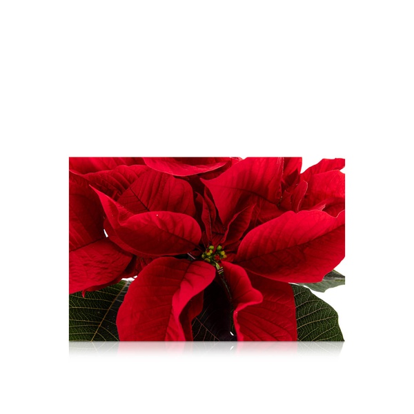 Red Poinsettia 30cm