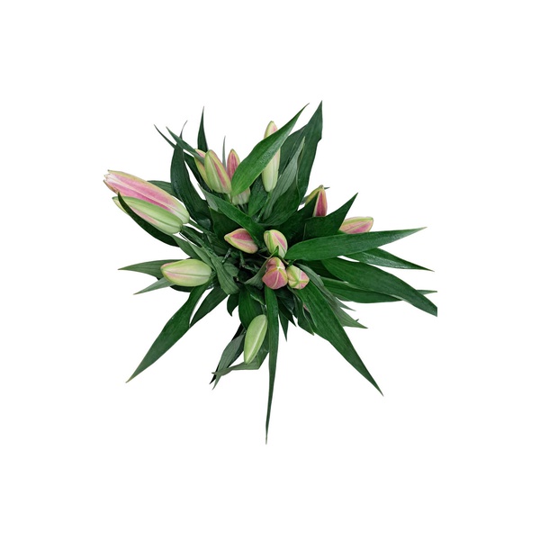 Oriental Pink Lilies
