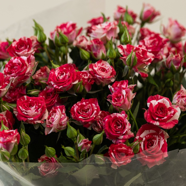 Pink and White Spray Roses