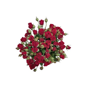Red Spray Roses