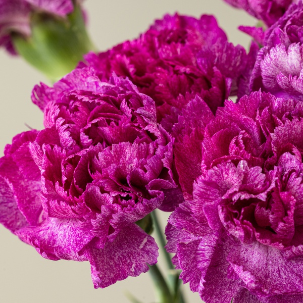 Purple Carnation Bunch