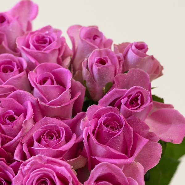 Hot Pink Roses