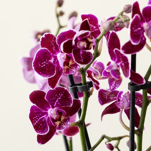 Phalaenopsis Mini Decore in Ceramic Bowl