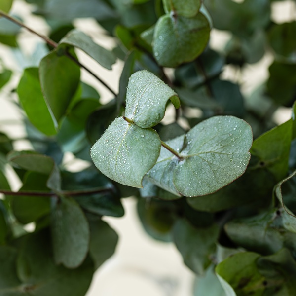 Eucalyptus Bunch