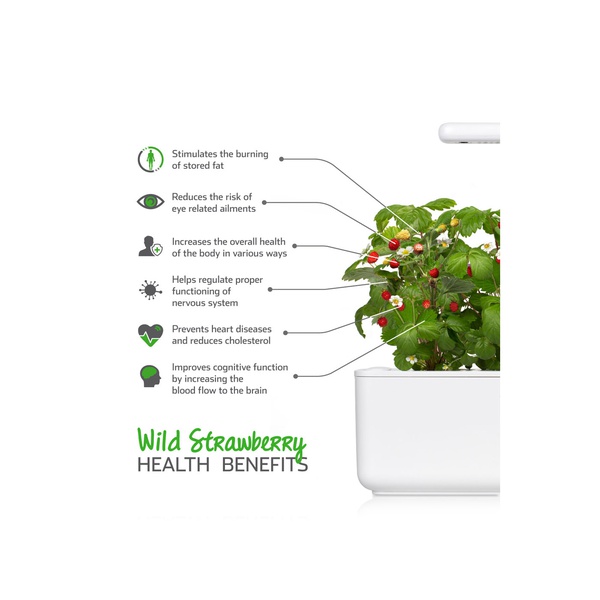 Click & Grow Smart Garden Plant Pods Wild Strawberry x 3 - Spinneys ...