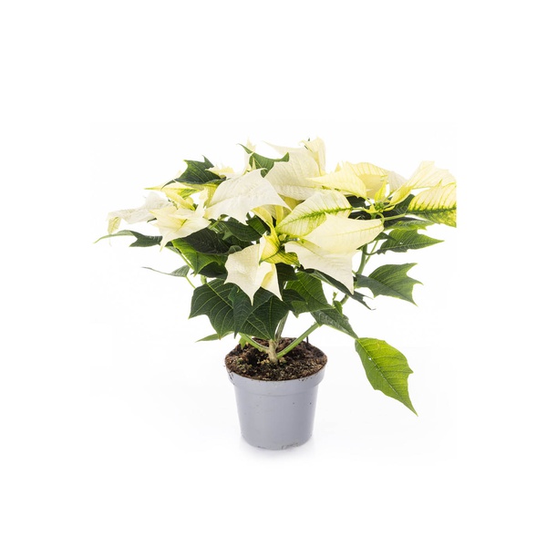 White Poinsettia 30cm