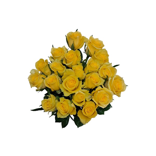Yellow Roses