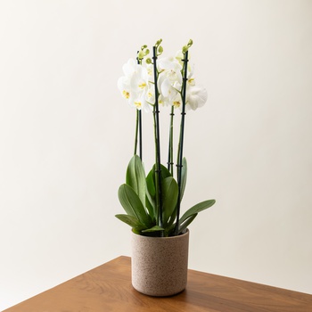 Phalaenopsis Elegance in Ceramic Pot
