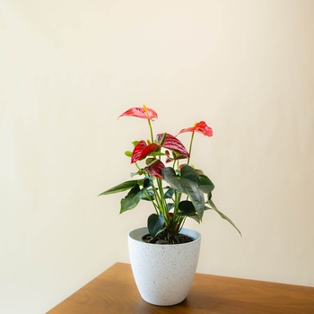 Anthurium Decore