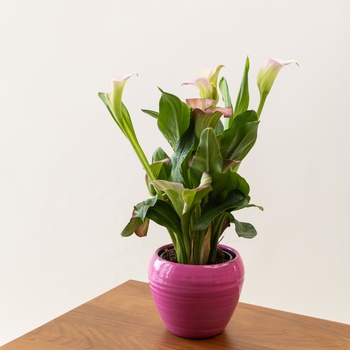 Calla Lily Plant