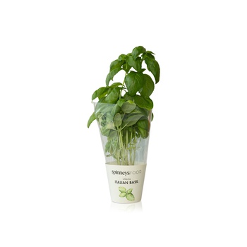 Spinneysfood Italian Basil Plant