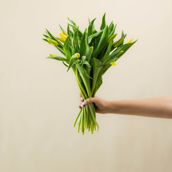 Tulip Bunch Yellow