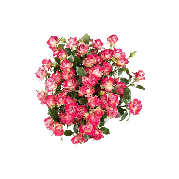 Spray Roses Bala