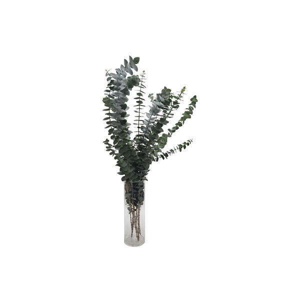 Baby Blue Eucalyptus