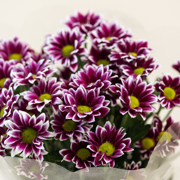Chrysanthemum Bico Pink Bouquet