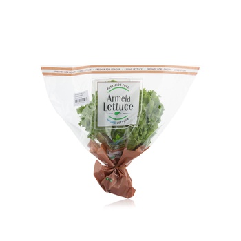 Armela Lollo Biondi Lettuce 1pc