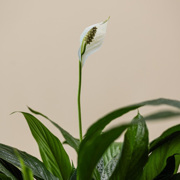 Spathyphyllum Special