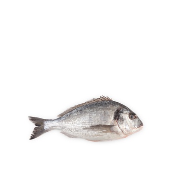 Sea Bream