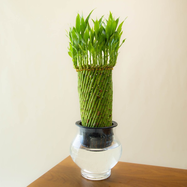 Lucky Bamboo Special