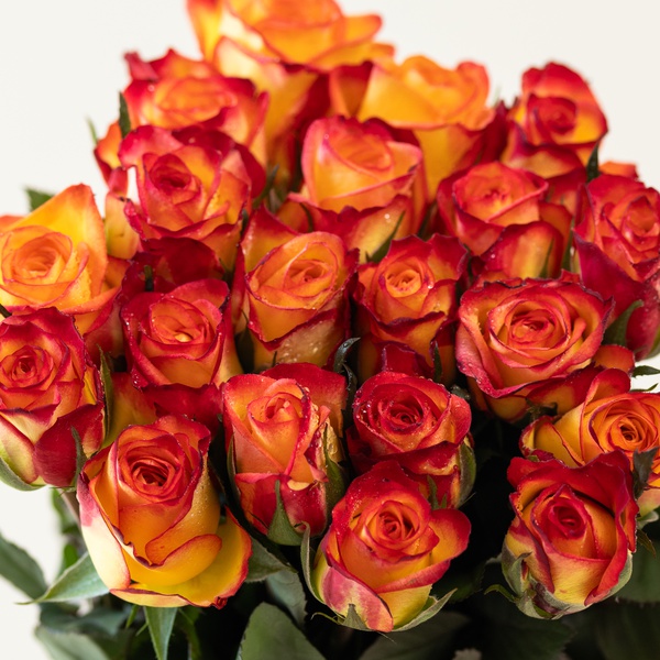 Orange and Yellow Roses