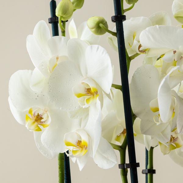 Phalaenopsis Elegance in Ceramic Pot
