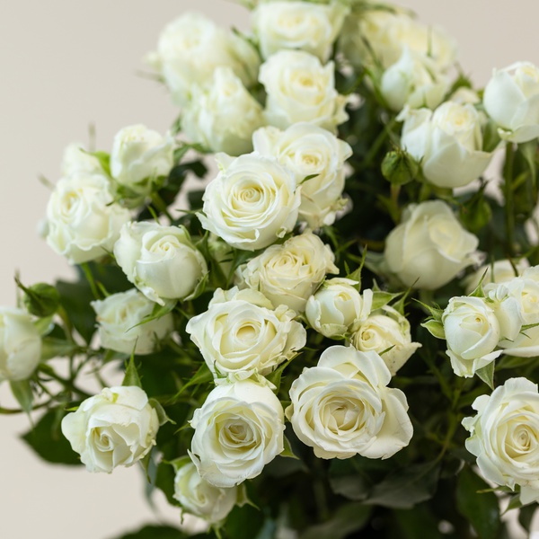 Off-White Spray Roses