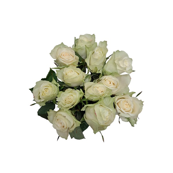 Luxury White Roses