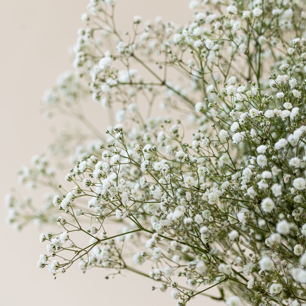 Deluxe White Gypsy Flower