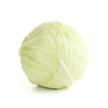 White Cabbage Holland
