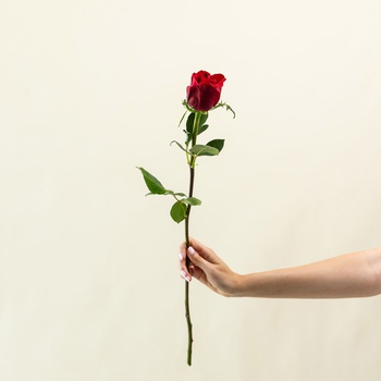 Single Red Rose