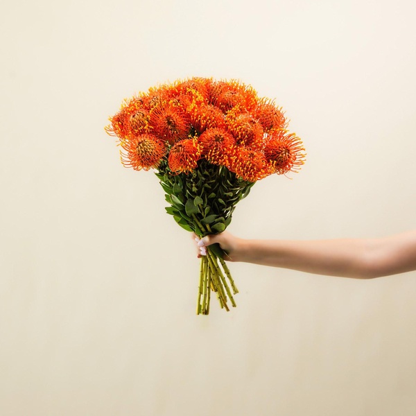 Leucospermum Bunch