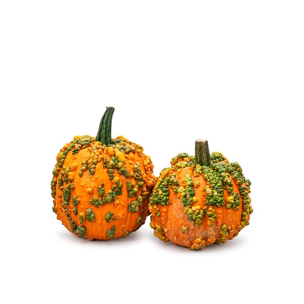 Knucklehead Pumpkin USA