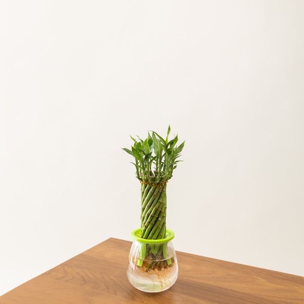 Lucky Bamboo Wheel