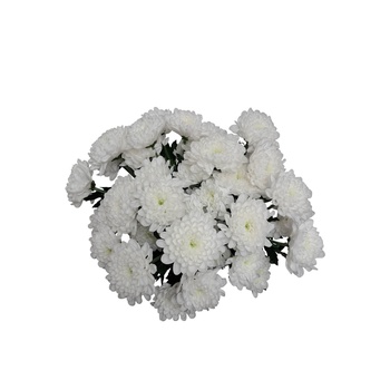 White Chrysanthemums
