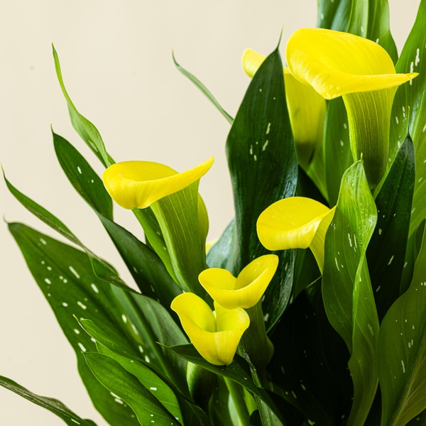 Calla Lily Plant