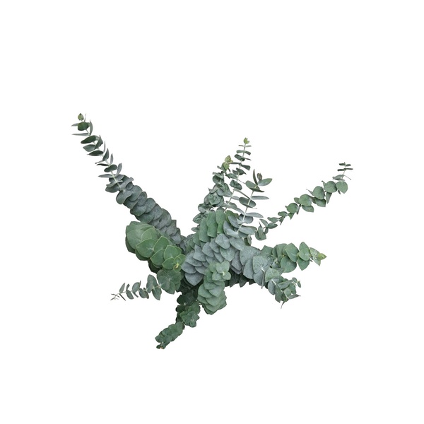 Baby Blue Eucalyptus