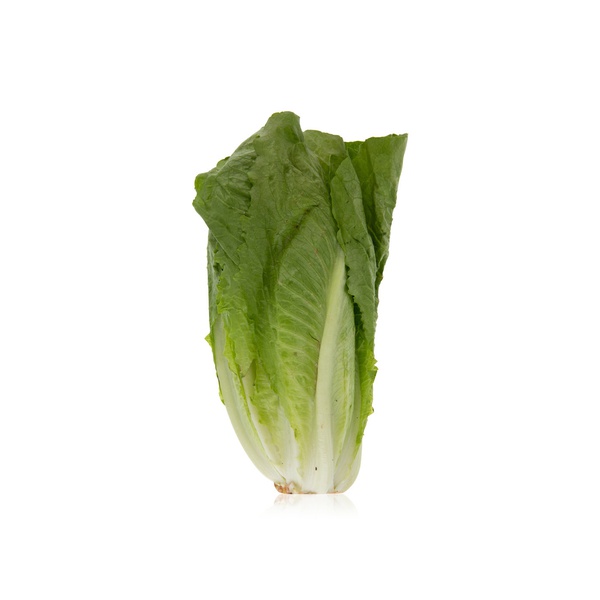 Romaine Lettuce Oman KG