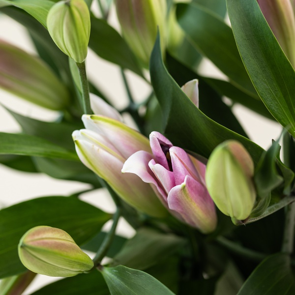 Oriental Pink Lilies