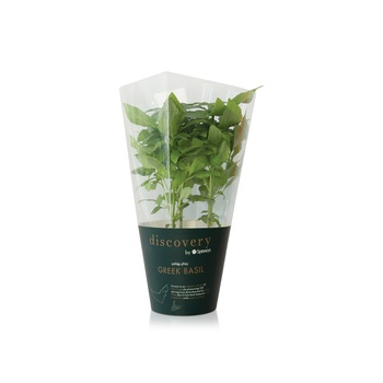 Discovery by Spinneys Greek Basil Plant