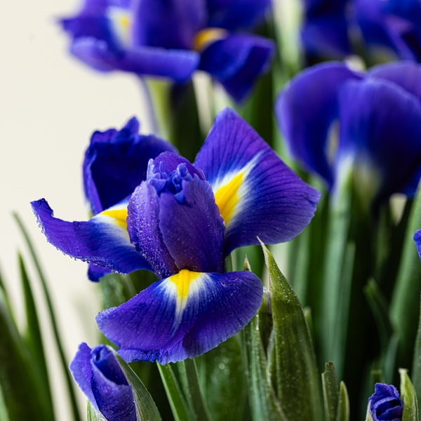 Iris Bouquet