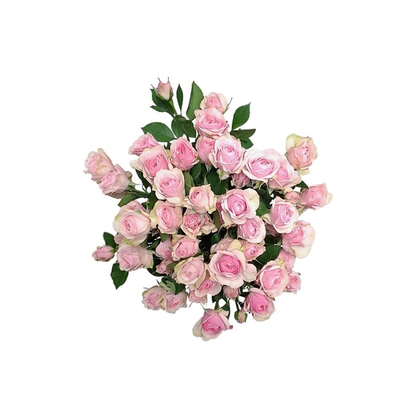 Spray Roses
