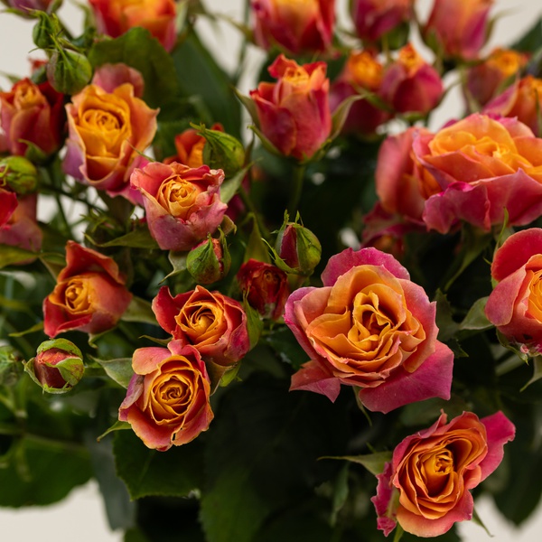 Yellow and Orange Spray Roses
