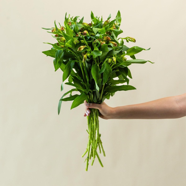 Alstroemeria Salmon Bunch