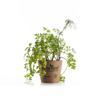 New Leaf Premium Coriander Pot