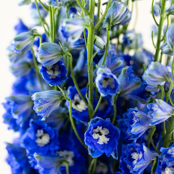 Delphinium Bunch